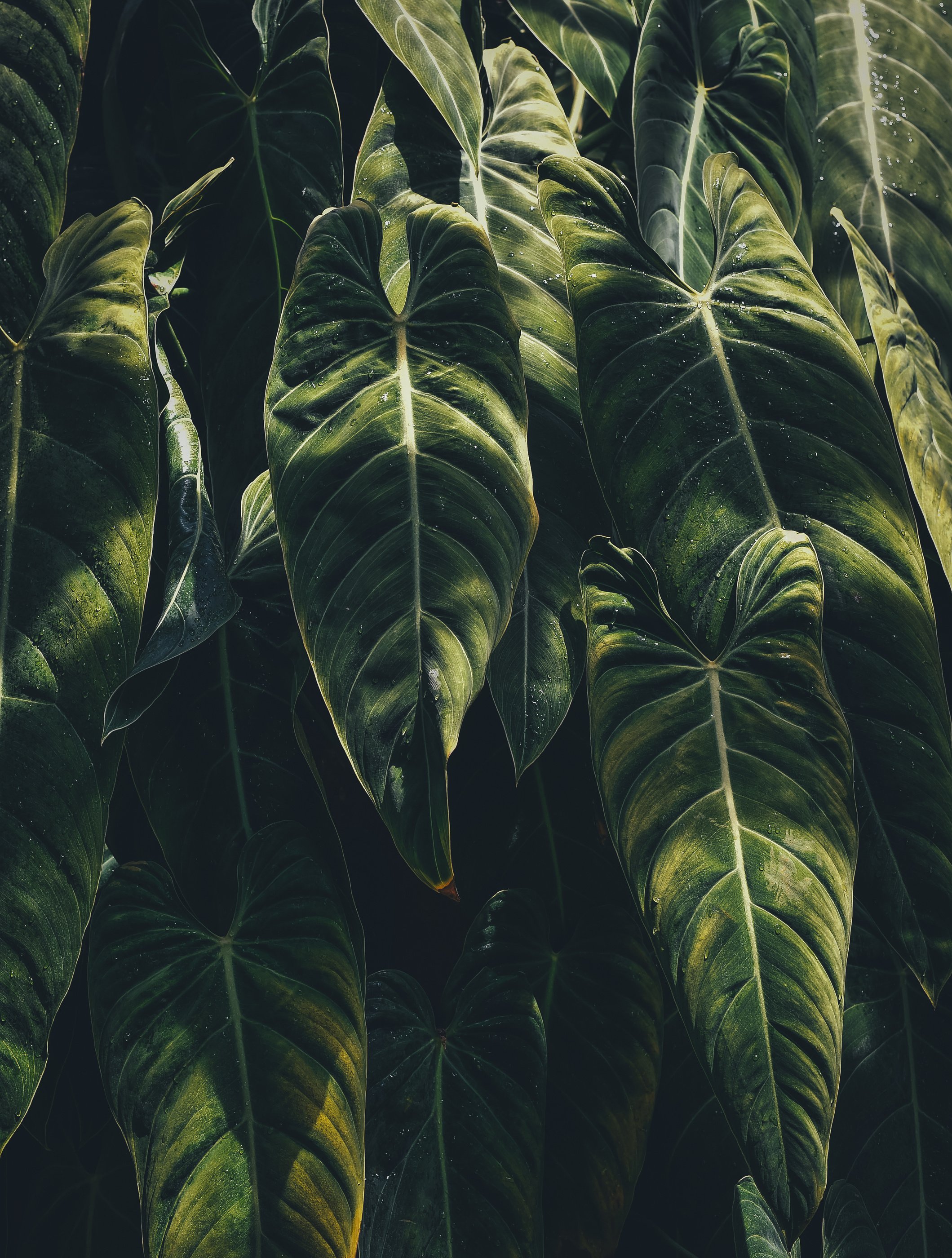 Canada, Montreal, Green leaves